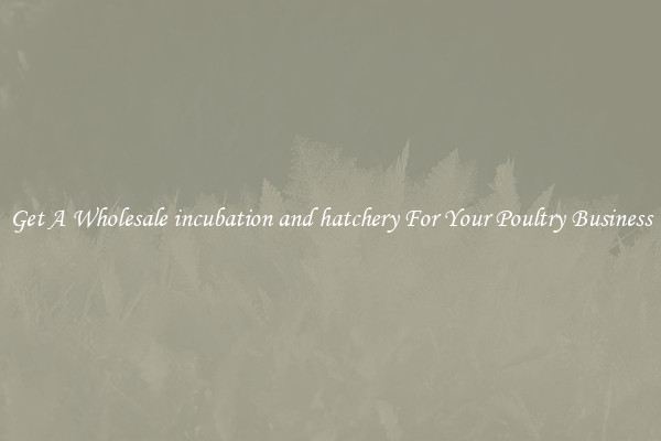 Get A Wholesale incubation and hatchery For Your Poultry Business